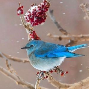 Meet your Posher, Jesse